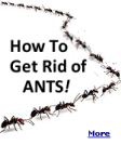 Tips for getting rid of ants for good whether they’re wreaking havoc in your home or yard.